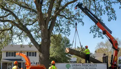 Professional tree removal service in Staten Island, NY safely cutting and hauling large oak tree