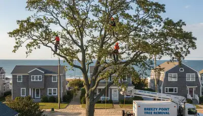 Professional tree removal service in Staten Island NY safely cutting large oak tree