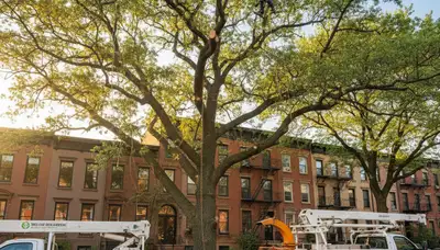 Professional tree removal service team working in Staten Island NY yard