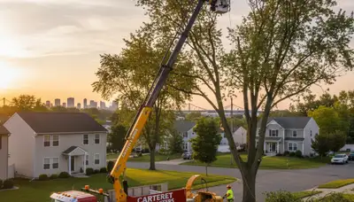 Professional tree removal service in Staten Island NY safely clearing large oak trees