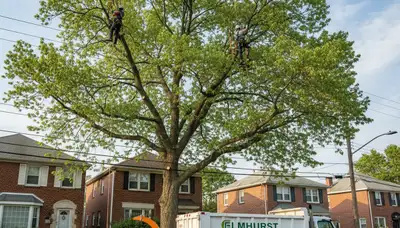 Professional tree removal service in Staten Island NY clearing large oak safely
