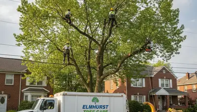Professional tree removal service in Staten Island NY clearing residential property safely