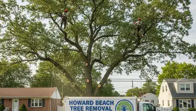 Professional tree removal service in Staten Island NY safely clearing residential property