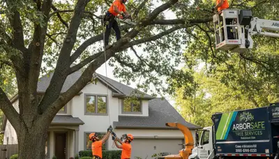Arborist trimming overgrown oak tree in Staten Island, NY for Chop Chop Tree professional service
