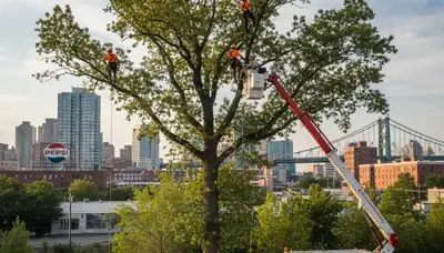 Professional tree removal service in Staten Island NY safely cutting large oak tree