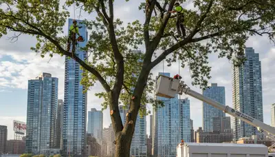 Professional tree removal service in Staten Island NY safely clearing residential property trees