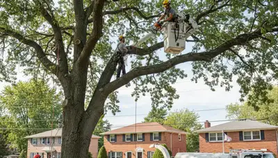 Professional tree removal service in Staten Island NY safely clearing large oak trees