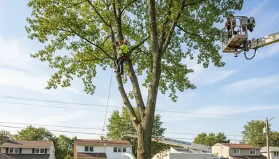 Professional tree removal experts in Staten Island NY safely cutting and clearing large trees