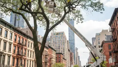 Professional tree removal service in Staten Island NY safely clearing residential property trees