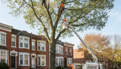 Professional tree removal service in Staten Island NY by expert local arborists