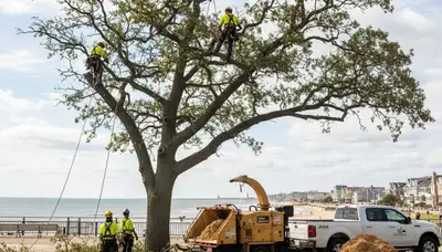 Professional tree removal service in Staten Island NY safely clearing large oak tree