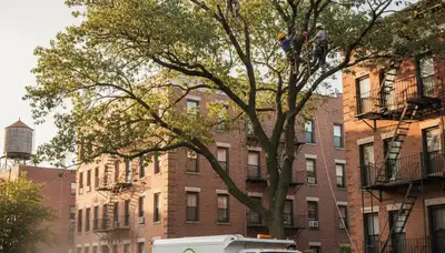 Professional tree removal service in Staten Island NY clearing large oak safely