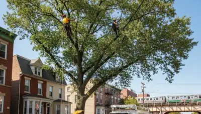 Professional tree removal service in Staten Island NY safely clearing residential property trees