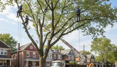 Professional tree removal service in Staten Island NY safely clearing large trees
