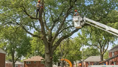 Professional tree removal service in Staten Island NY safely clearing trees for homeowners