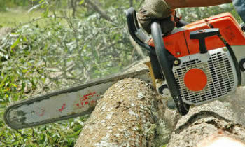 Tree Removal in Staten Island NY Tree Removal Quotes in Staten Island NY Tree Removal Estimates in Staten Island NY Tree Removal Services in Staten Island NY Tree Removal Professionals in Staten Island NY Tree Services in Staten Island NY