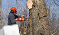 Tree Removal in Staten Island NY