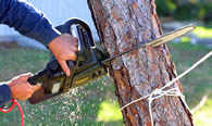 Tree Trimming in Staten Island NY